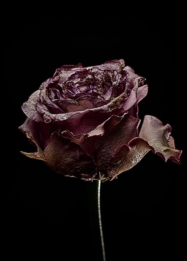 Decay Rose Purple