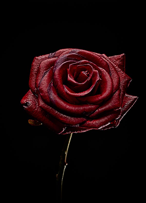 Decay Rose Red