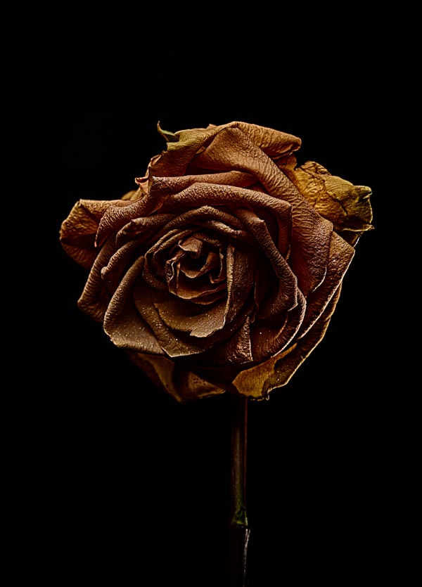 Decay Rose Yellow