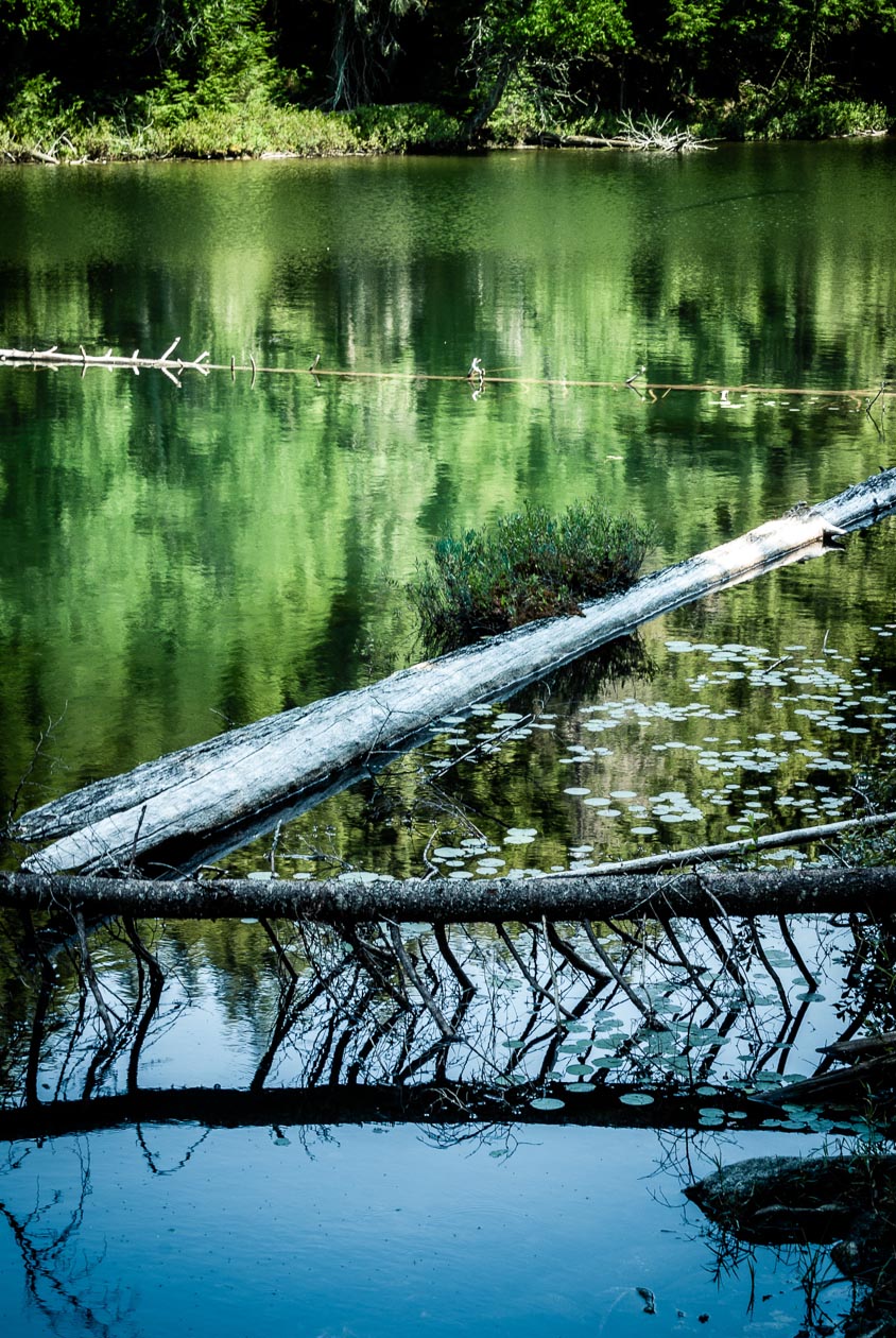 Logs and green water
