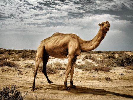 Camel I