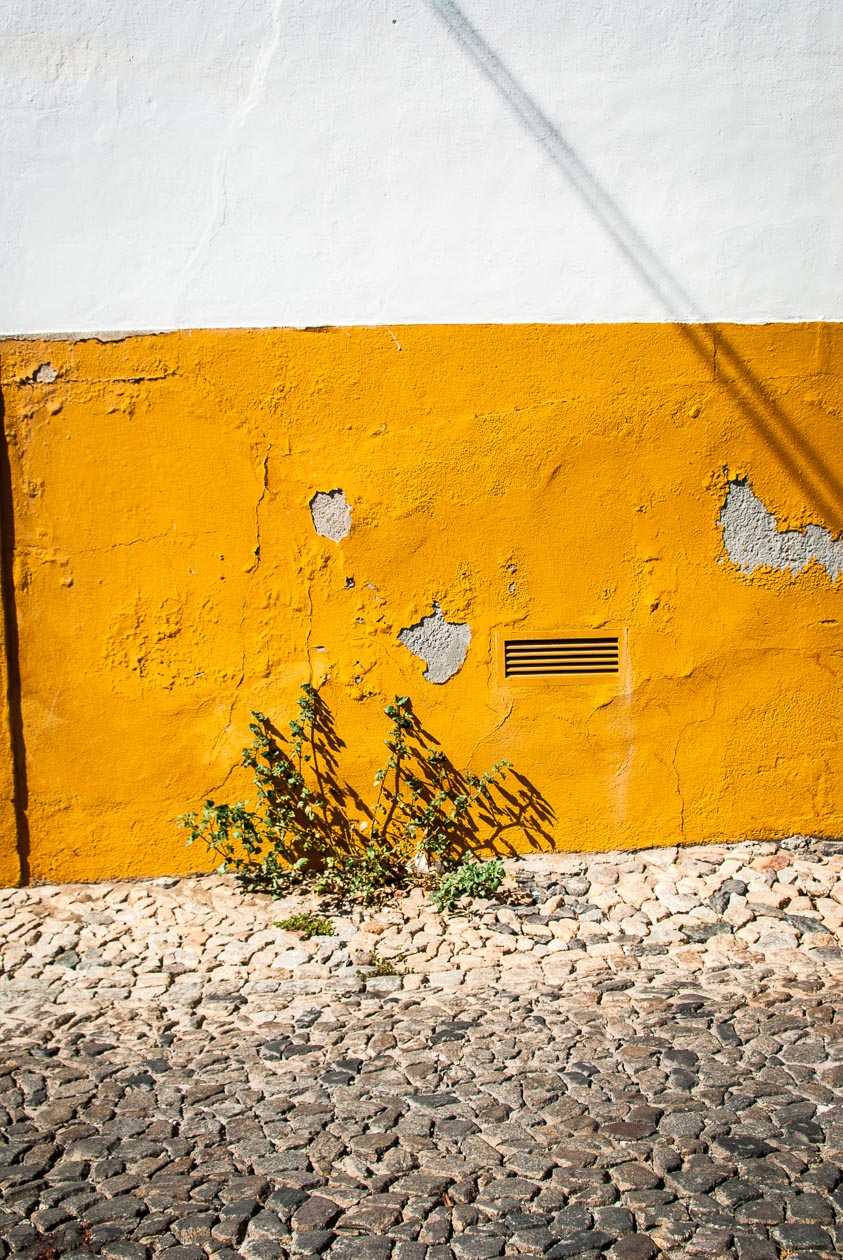 Green Plant And Yellow Wall