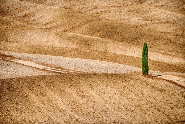 Val d'Orcia fields and cypress
