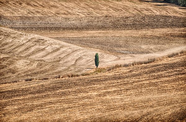 Val d'Orcia fields and lonely cypress